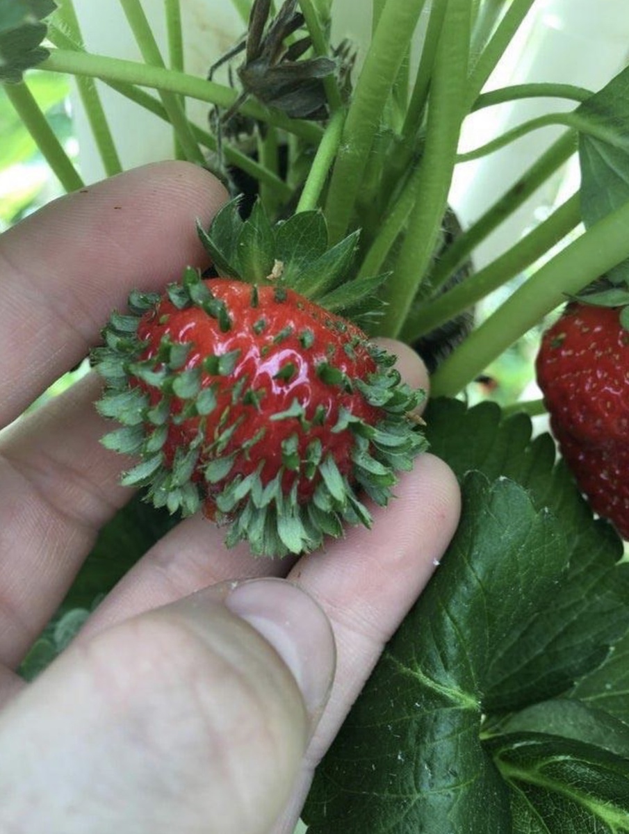 25 запутанных фотографий овощей и фруктов