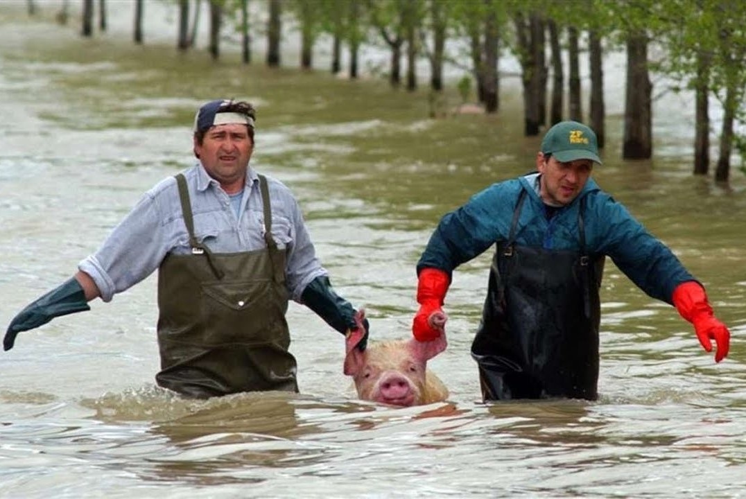 Свинья: это вам не кабан! История и отличия от дикого зверя