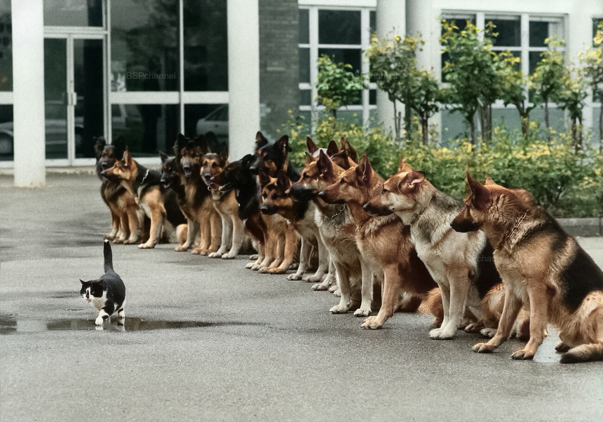 Подборка смешных и забавных фотографий с собаками, которые поднимут настроение