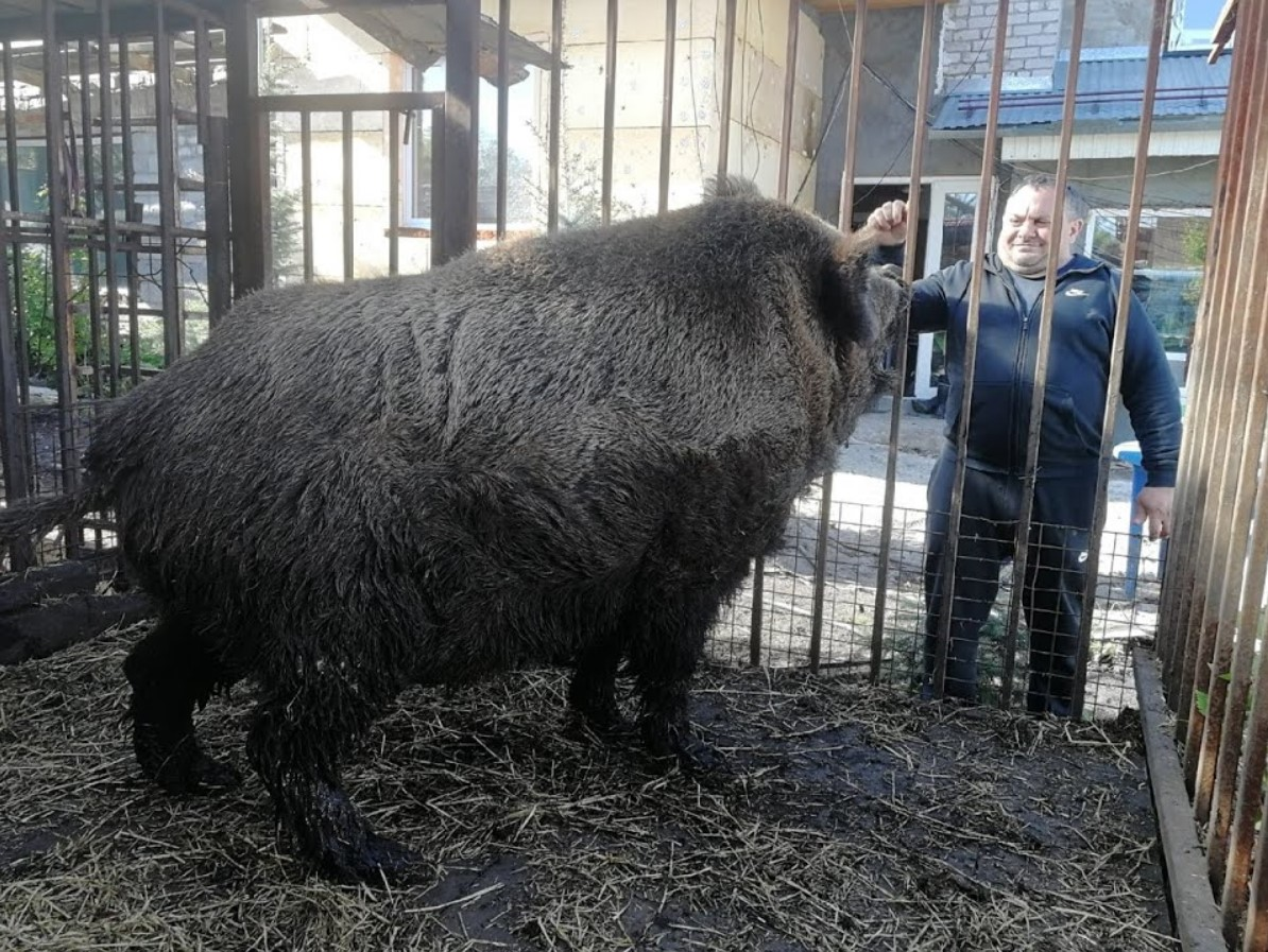 Свинья: это вам не кабан! История и отличия от дикого зверя