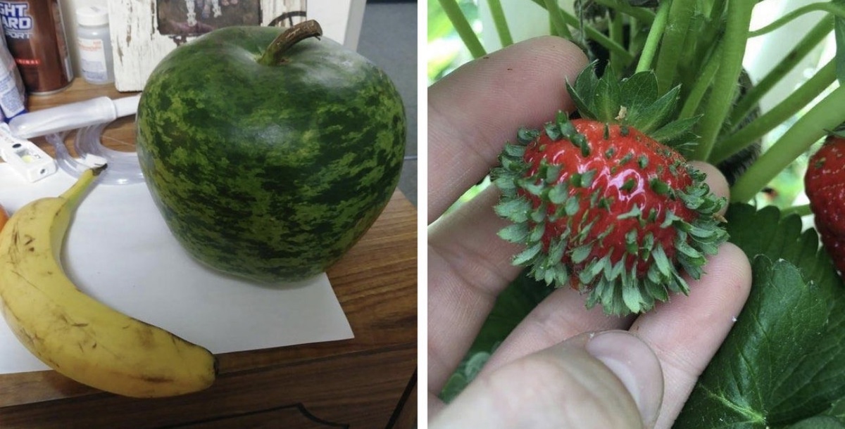 25 запутанных фотографий овощей и фруктов