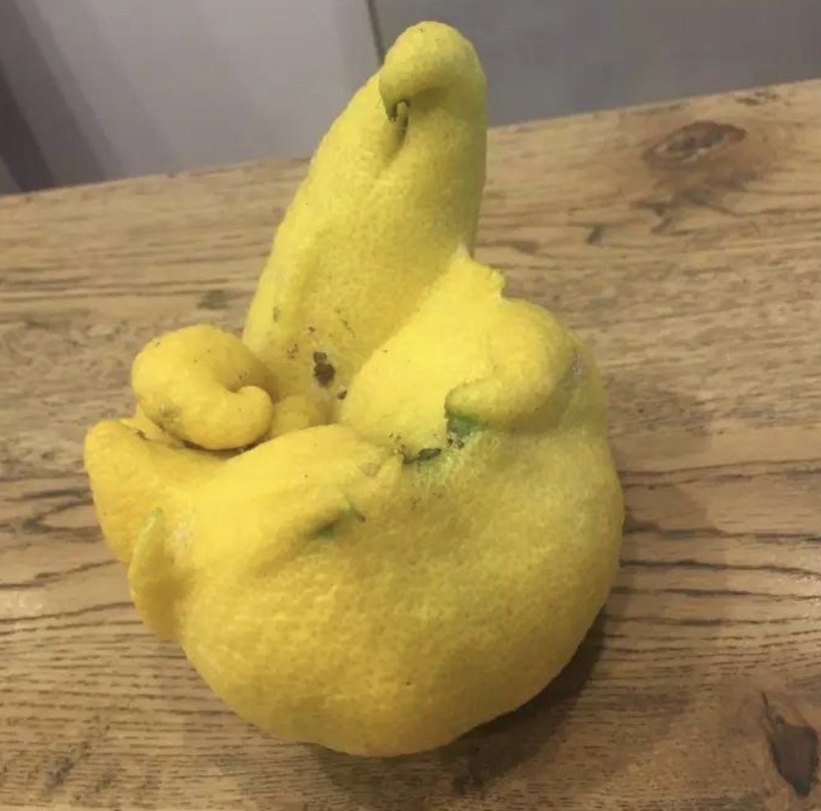 Как мог вырасти такой лимон?