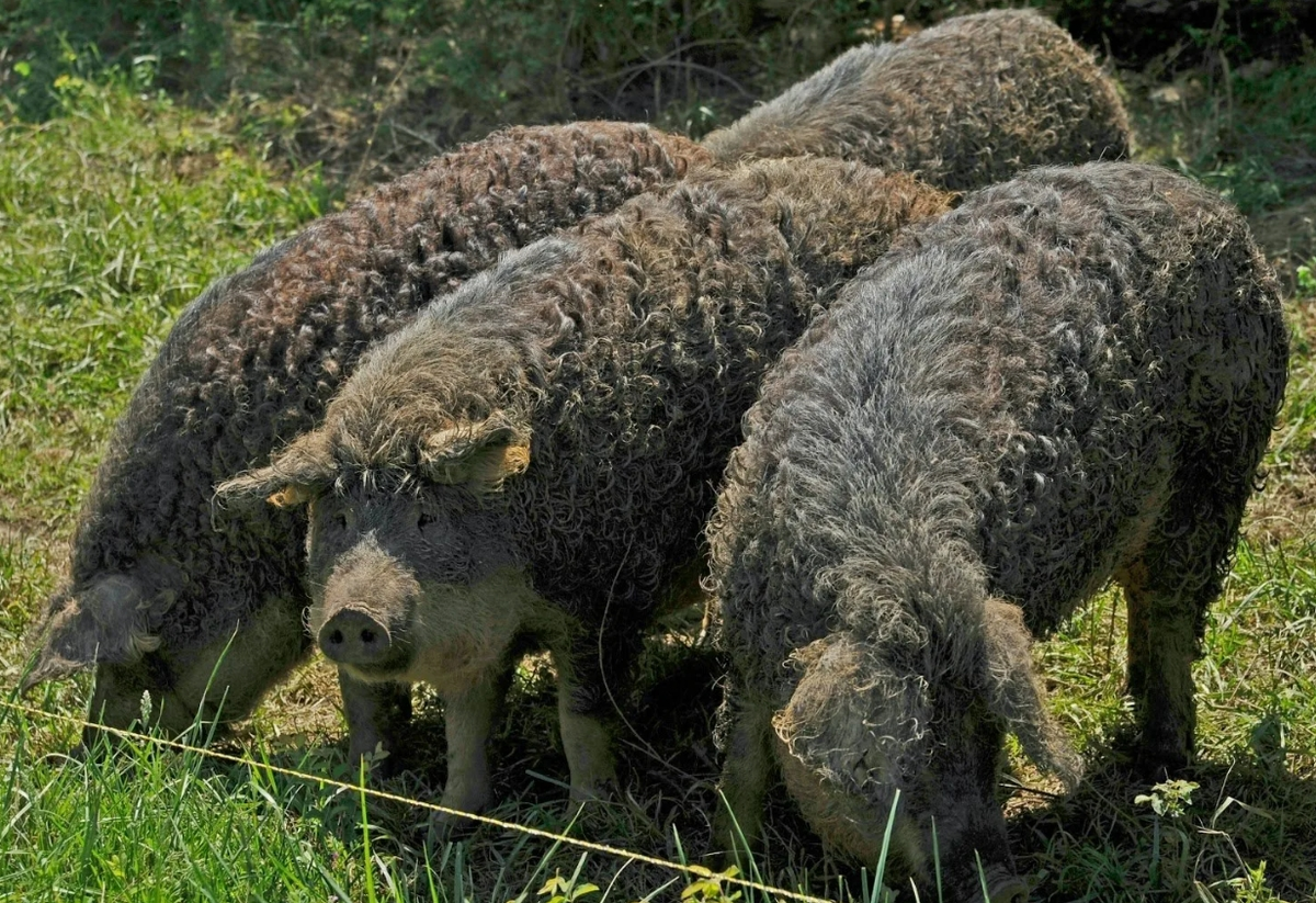 Свинья: это вам не кабан! История и отличия от дикого зверя