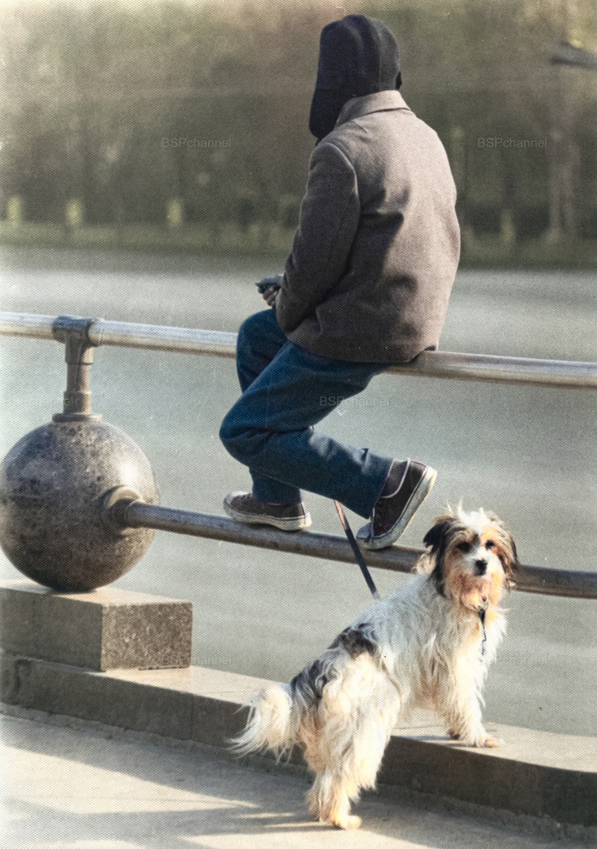 Подборка смешных и забавных фотографий с собаками, которые поднимут настроение