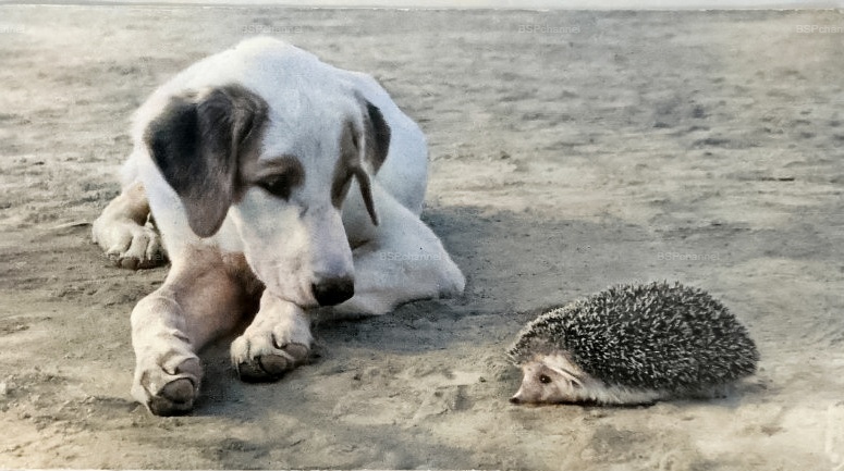 Подборка смешных и забавных фотографий с собаками, которые поднимут настроение