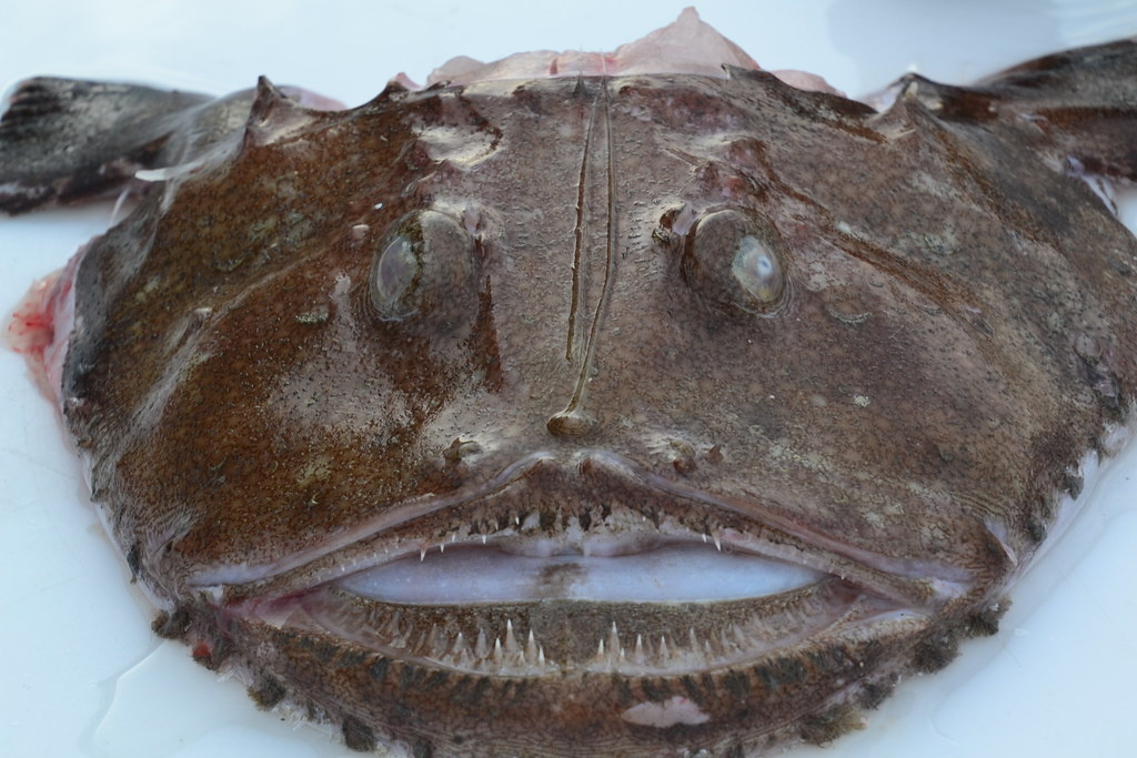 Европейский чёрт: хищный ковёр на дне океана