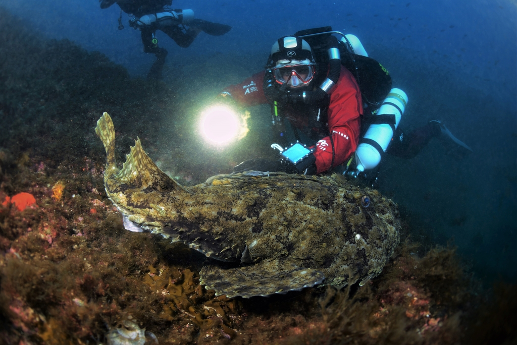 Европейский чёрт: хищный ковёр на дне океана