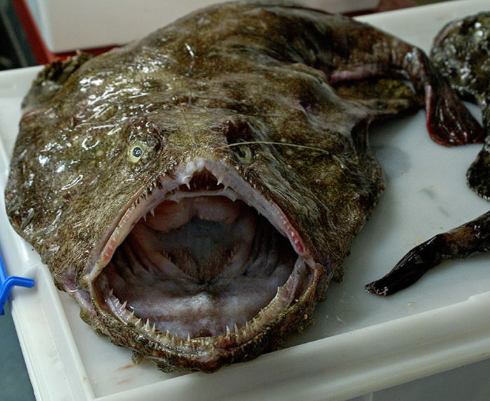 Европейский чёрт: хищный ковёр на дне океана