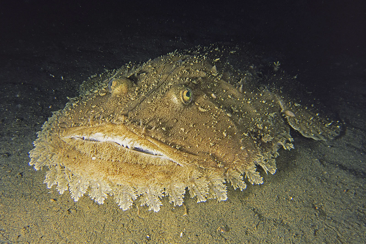 Европейский чёрт: хищный ковёр на дне океана