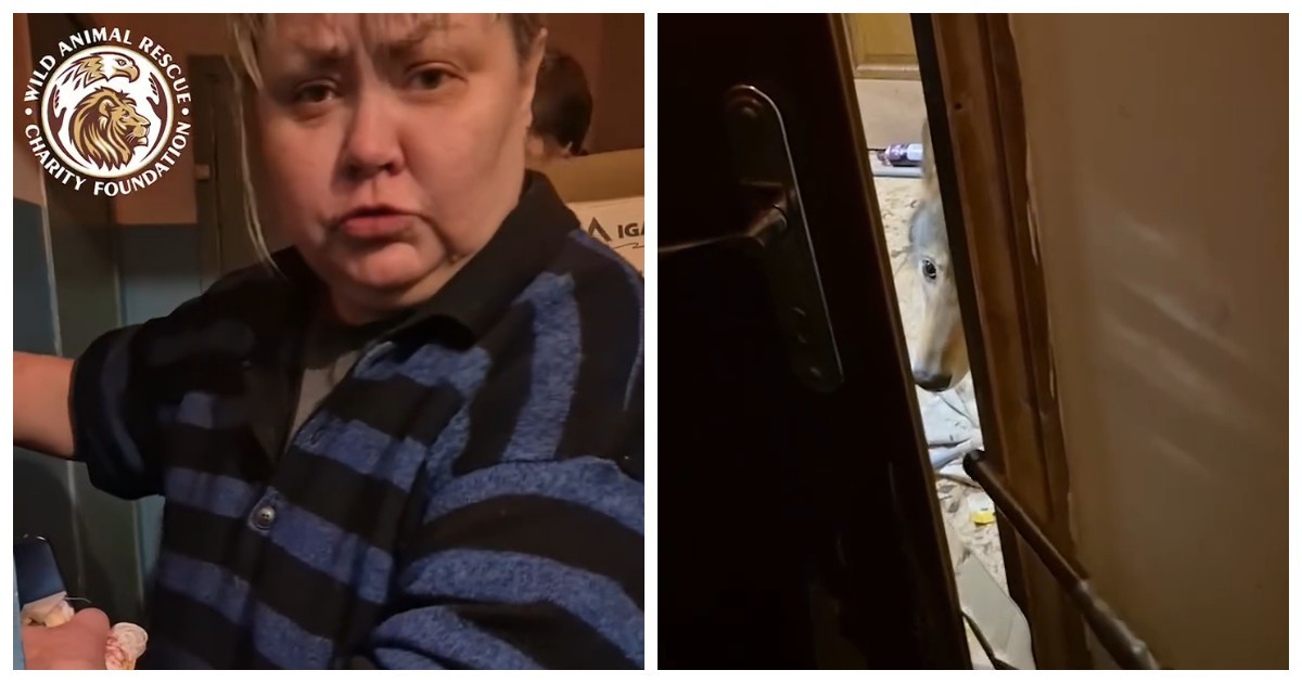 «Домашний» волк не пустил киевлянку в квартиру из-за стресса