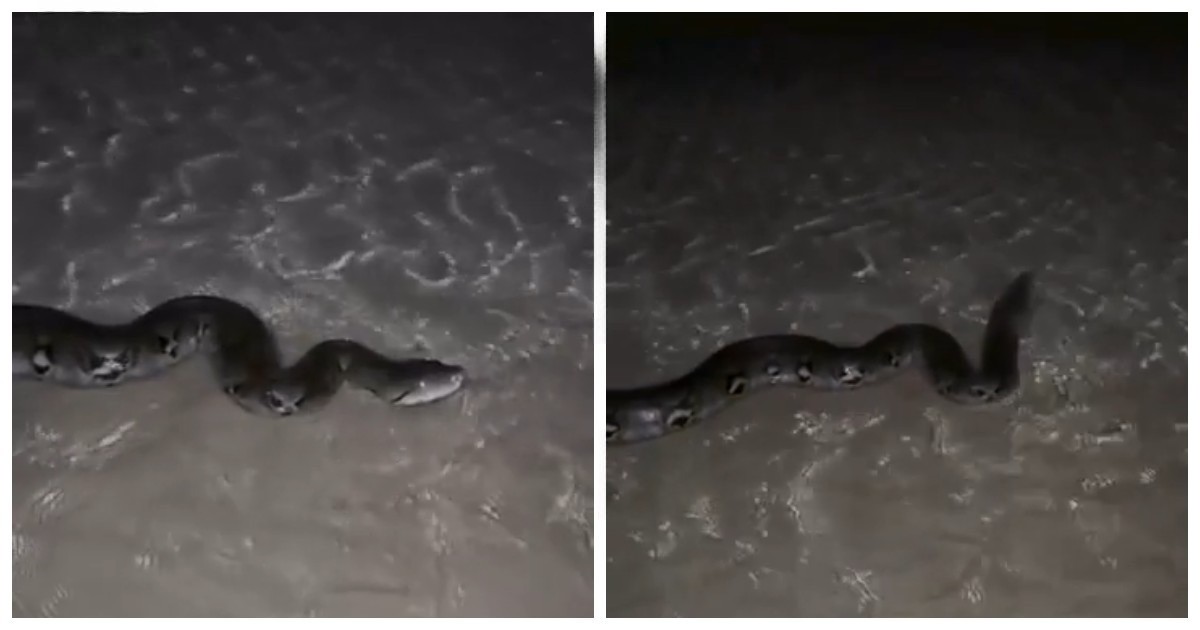 Российская туристка подошла к огромному питону на пляже в Пхукете