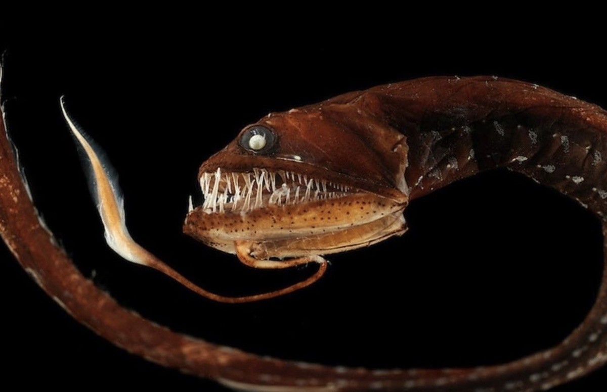 18 фотографий животных с весьма необычными улыбками, которые больше пугают, чем радуют