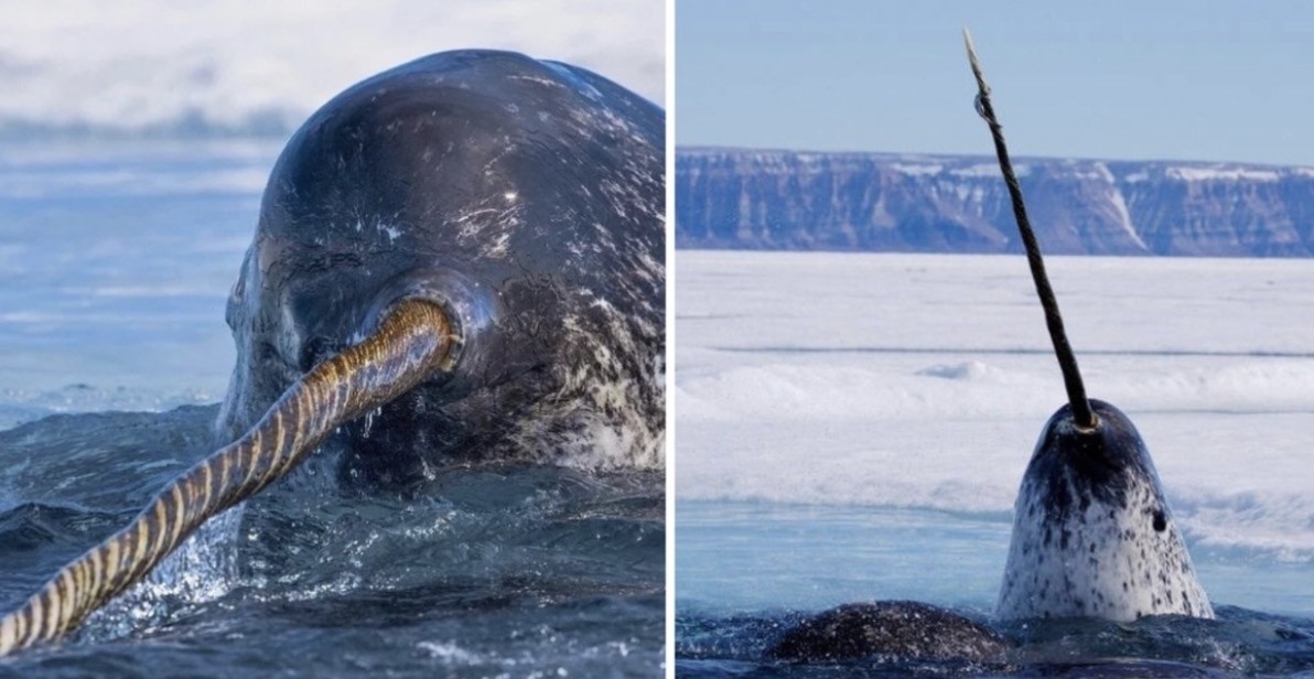 18 фотографий животных с весьма необычными улыбками, которые больше пугают, чем радуют
