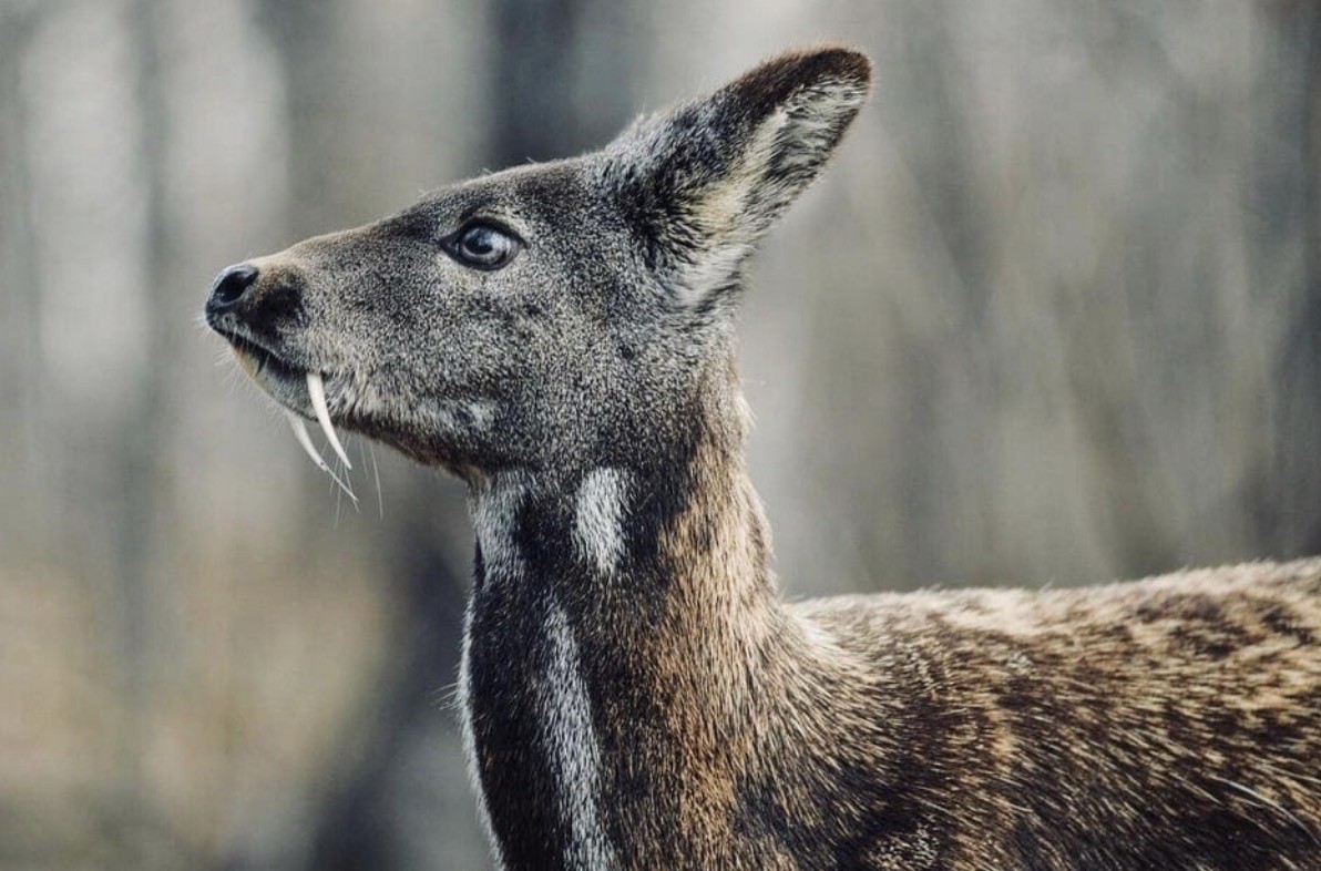 18 фотографий животных с весьма необычными улыбками, которые больше пугают, чем радуют