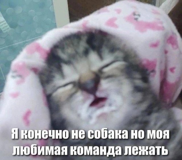 Скрины из соцсетей