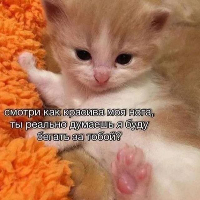 Скрины из соцсетей
