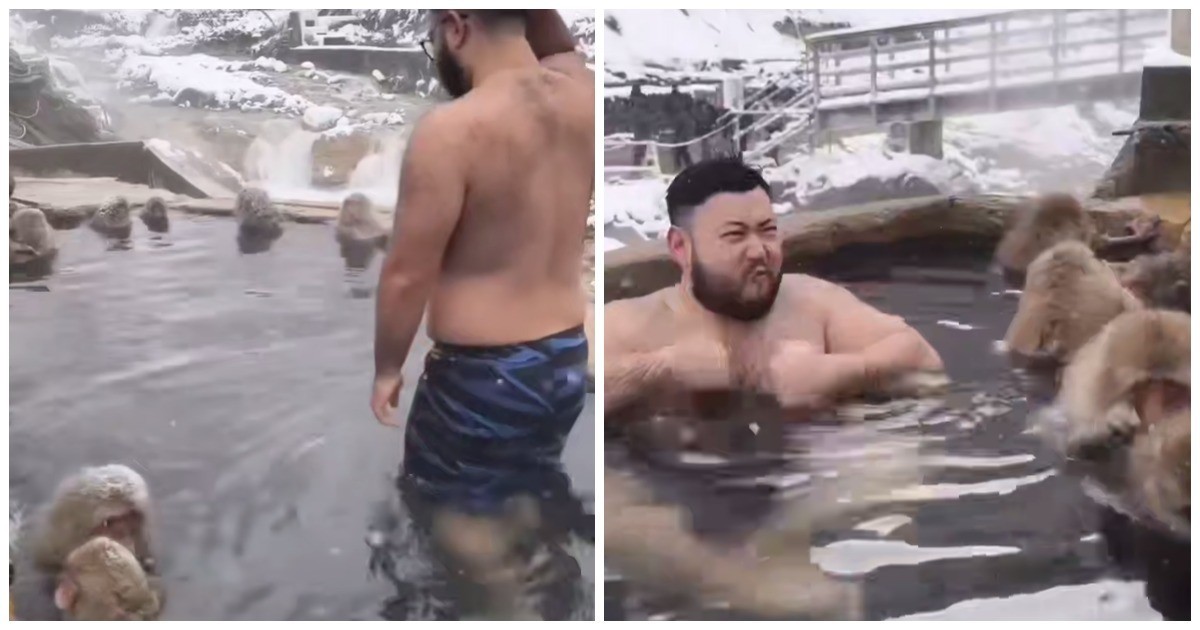 Мужчина искупался рядом с японскими макаками