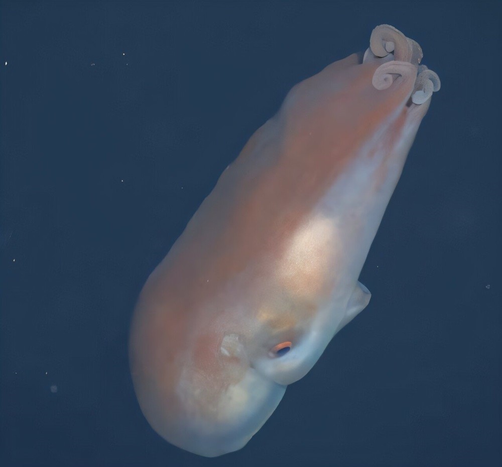 У побережья Калифорнии был замечен редкий семирукий осьминог