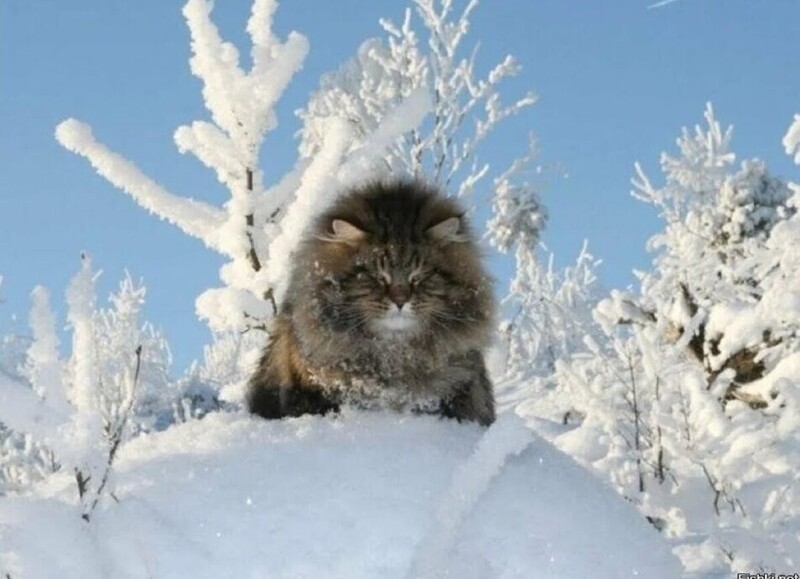 4. Царь-кот