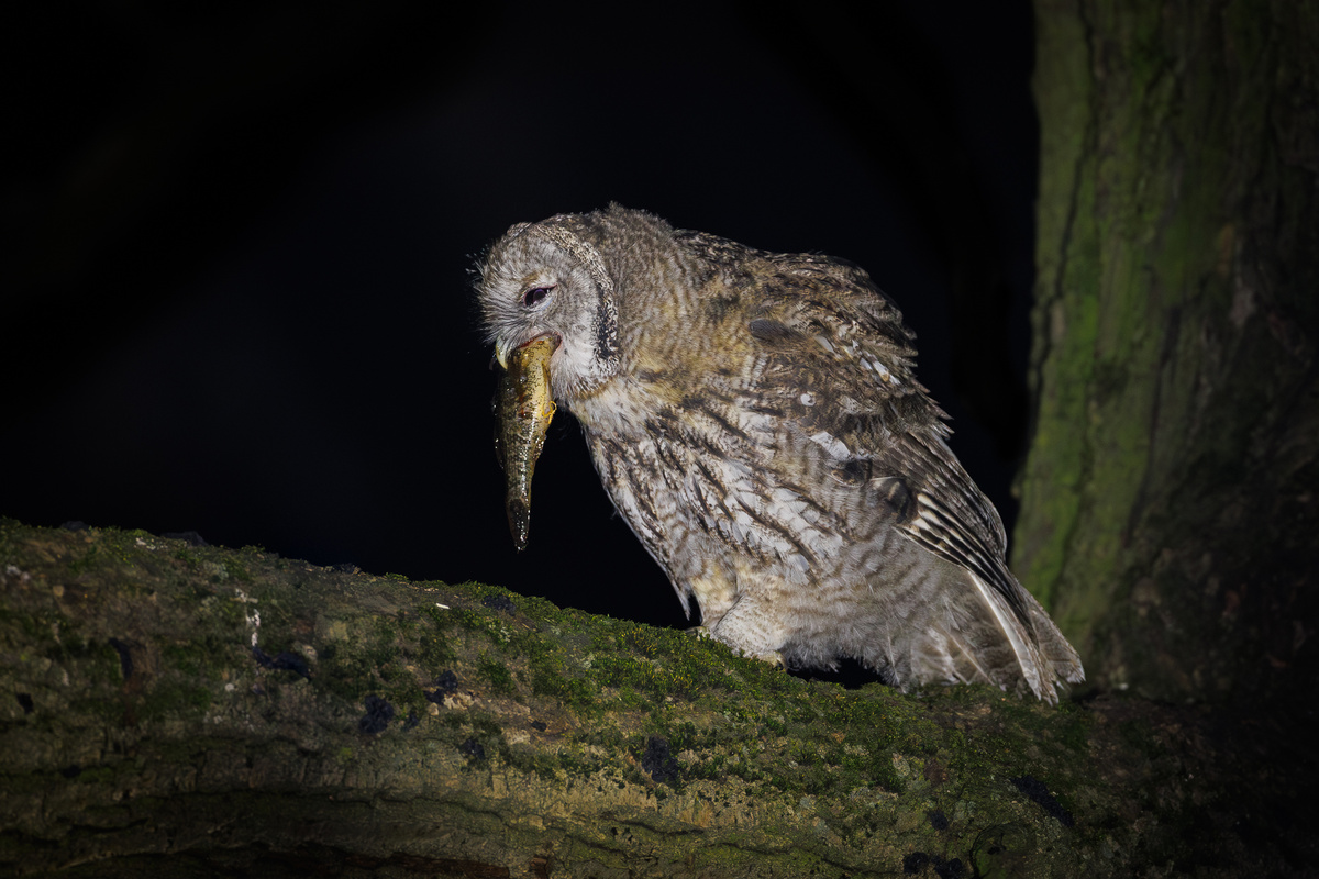 Серая неясыть: её ненавидят все птицы леса