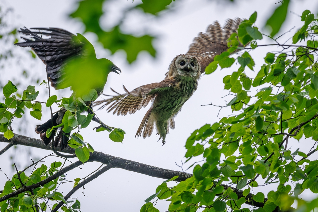 Серая неясыть: её ненавидят все птицы леса