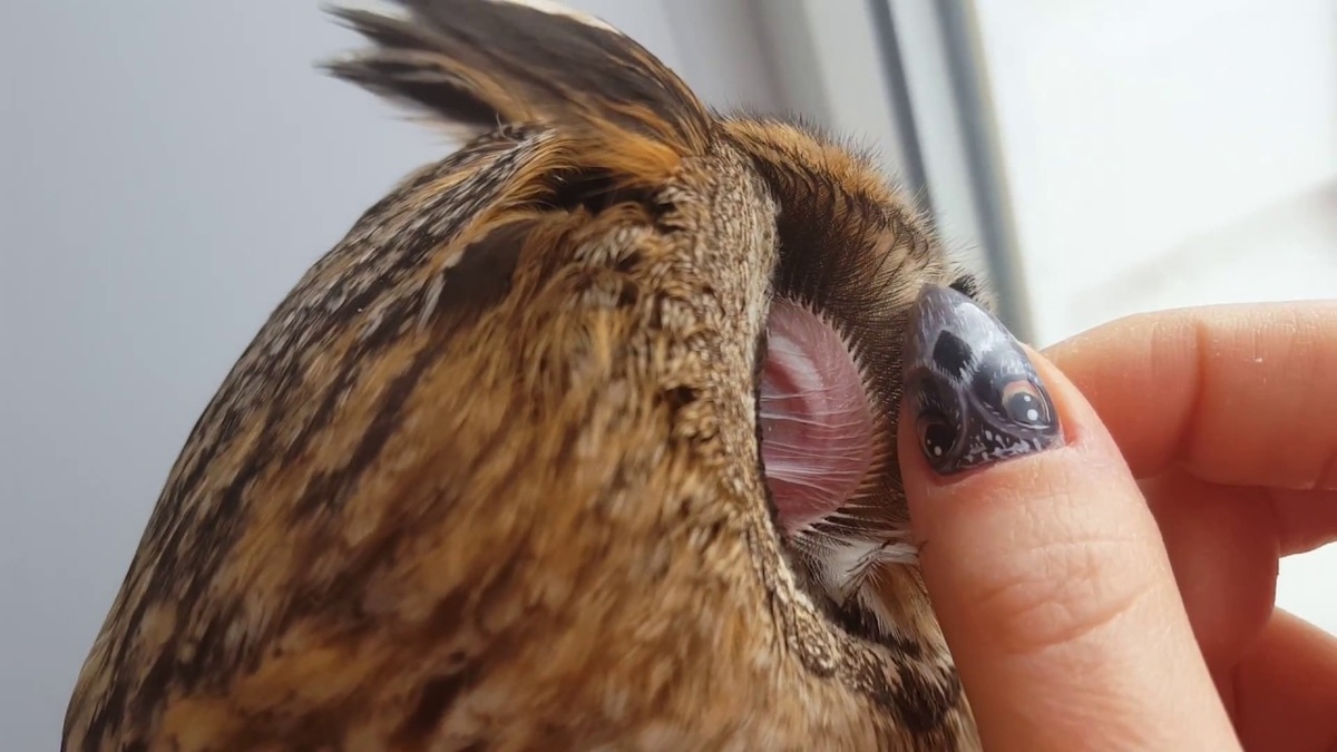 Серая неясыть: её ненавидят все птицы леса