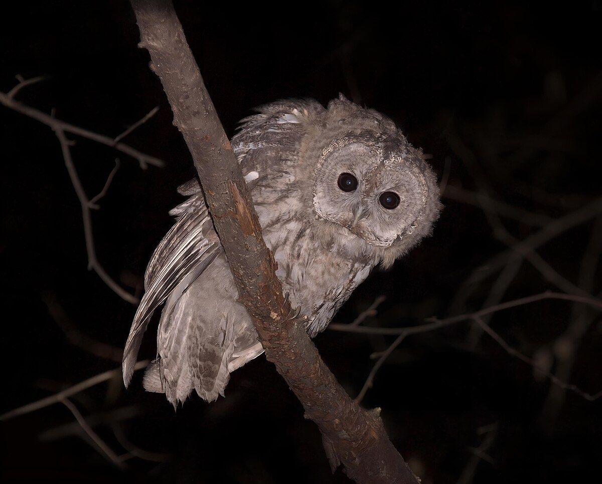 Серая неясыть: её ненавидят все птицы леса
