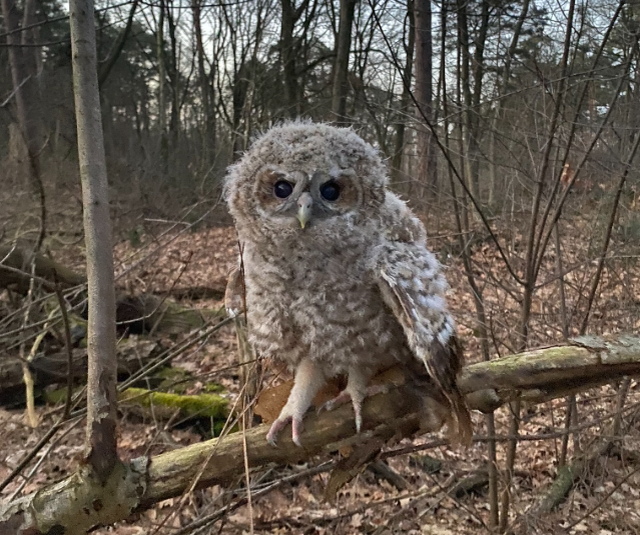 Серая неясыть: её ненавидят все птицы леса