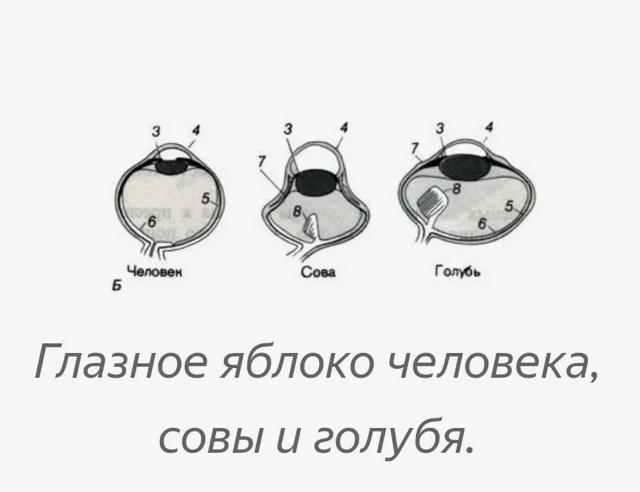 Серая неясыть: её ненавидят все птицы леса