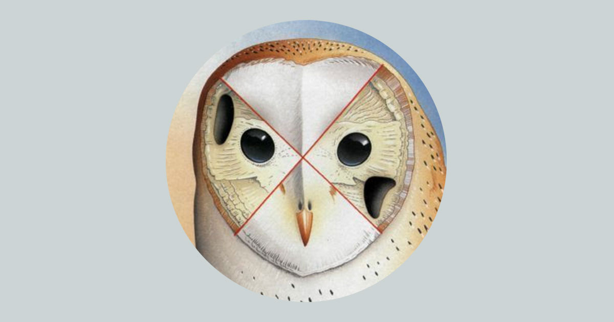 Серая неясыть: её ненавидят все птицы леса