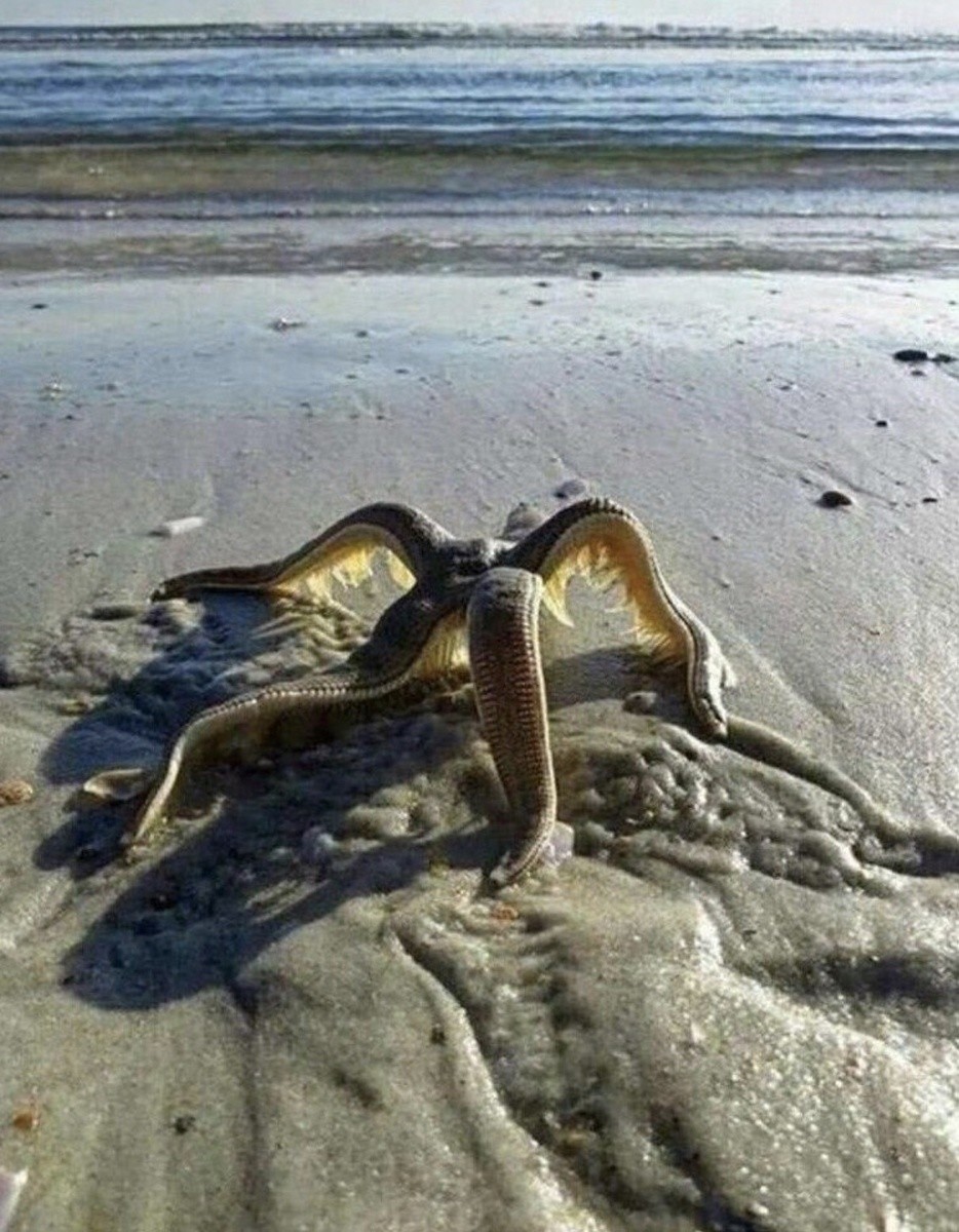 Выглядит не совсем приятно