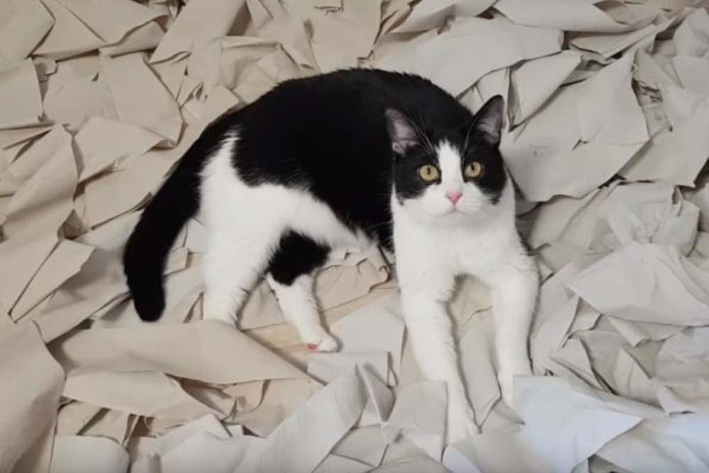 12. Кто хороший котик? Я хороший котик!