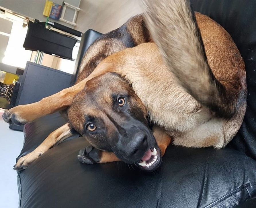 «Зуми-психоз»: вот что будет, если долго не обращать внимания на питомца