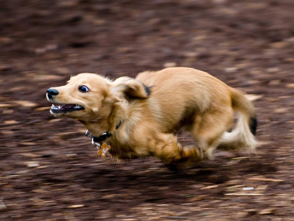 «Зуми-психоз»: вот что будет, если долго не обращать внимания на питомца