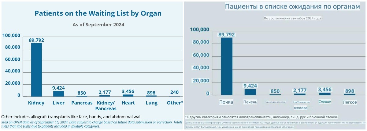 От свиньи к человеку: свиные почки скоро превзойдут человеческие в трансплантации органов