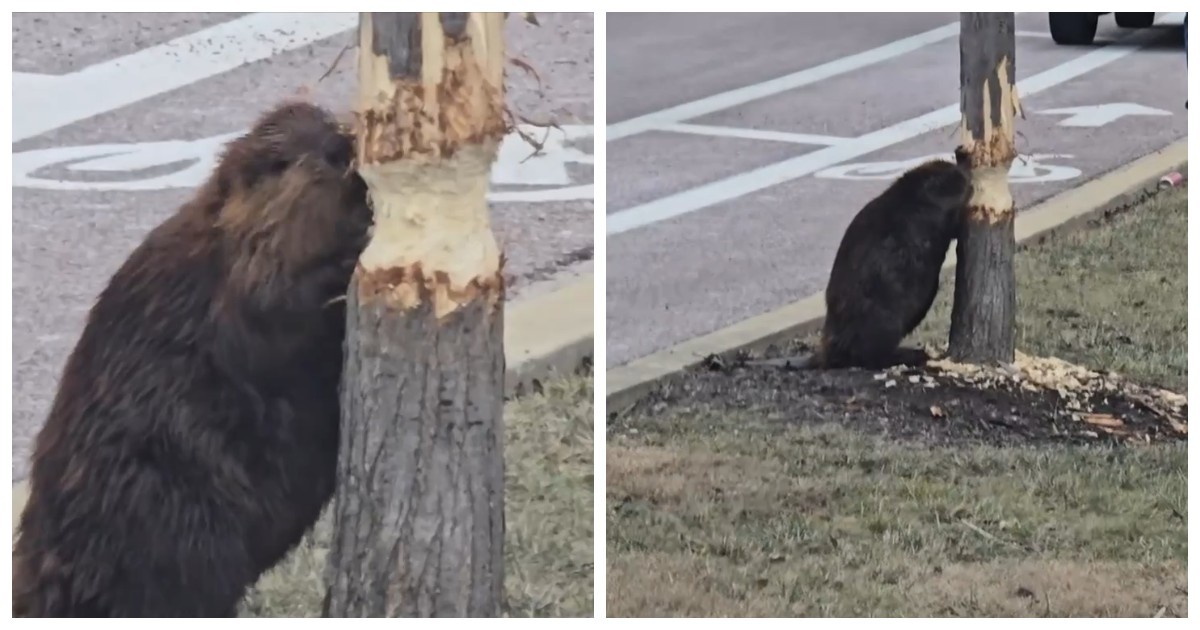 В Иллинойсе заметили бобра за «работой» у проезжей части