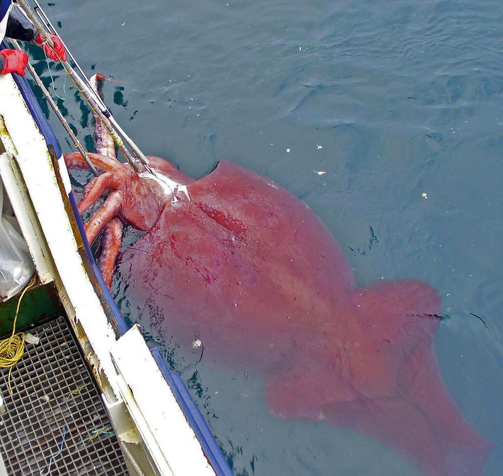 Дистанция вспугивания: когда зверь понимает, что пора делать ноги?