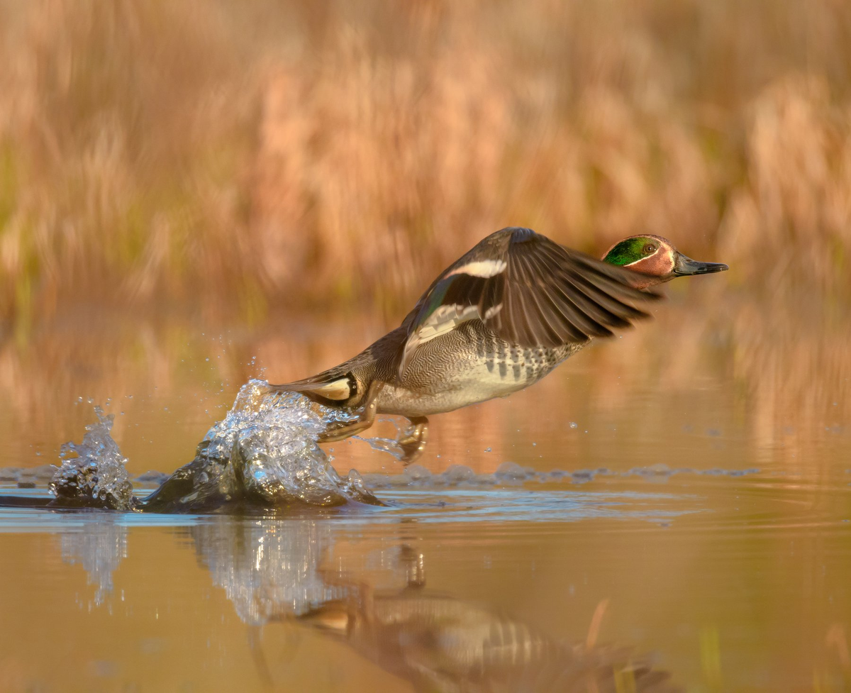 Дистанция вспугивания: когда зверь понимает, что пора делать ноги?