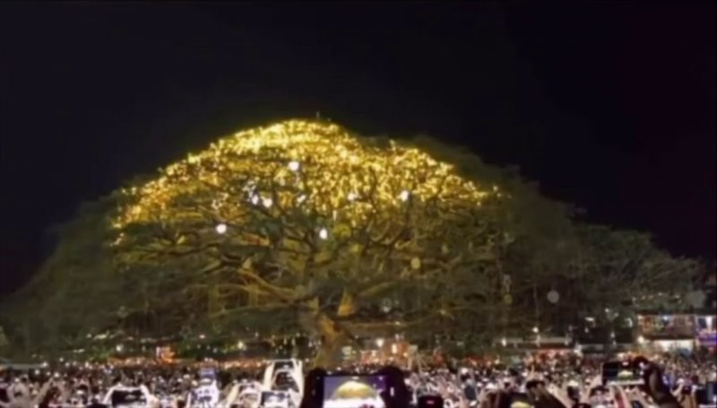 В Индии украсили самое большое рождественское дерево во всей Азии