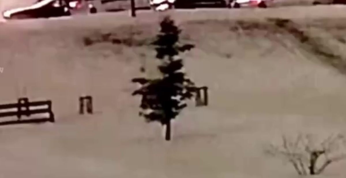 Мужчина сломал молодую ёлку во дворе и унес домой