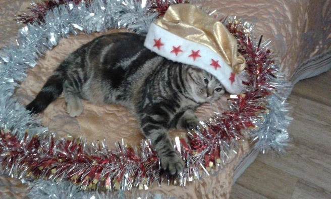 11. В кругу чудес