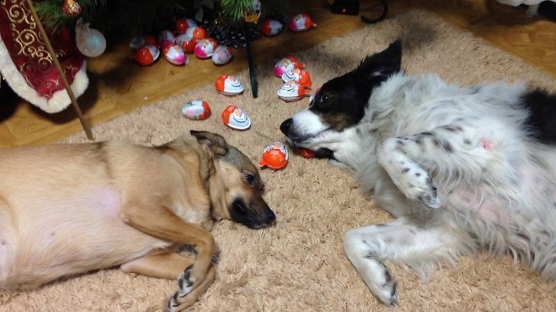 12. Шоколадные воришки