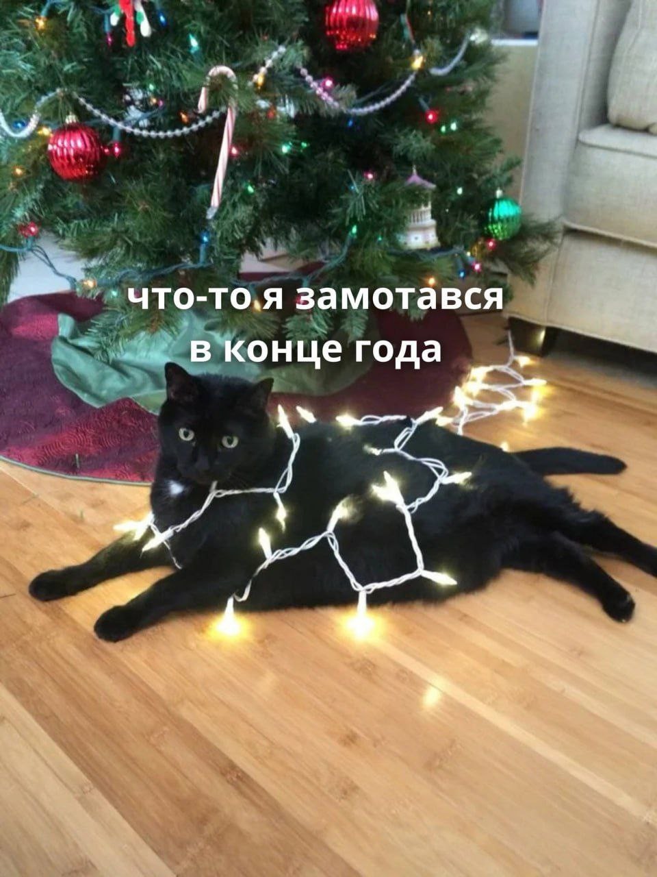 7. Мы тоже, котик, мы тоже