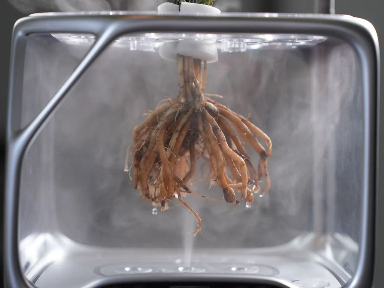 Прозрачный горшок для выращивания растений без почвы и полива