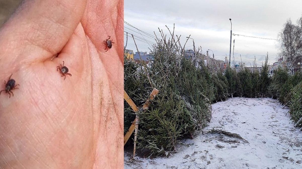 Новогодняя ёлка как источник паразитов: миф или реальность?