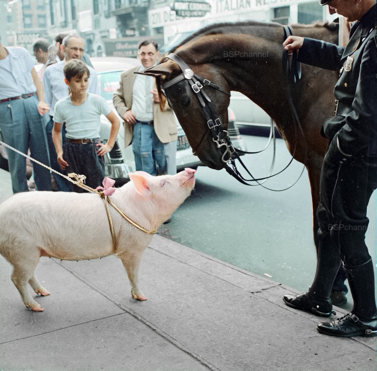 Удивительные и забавные фотографии с животными