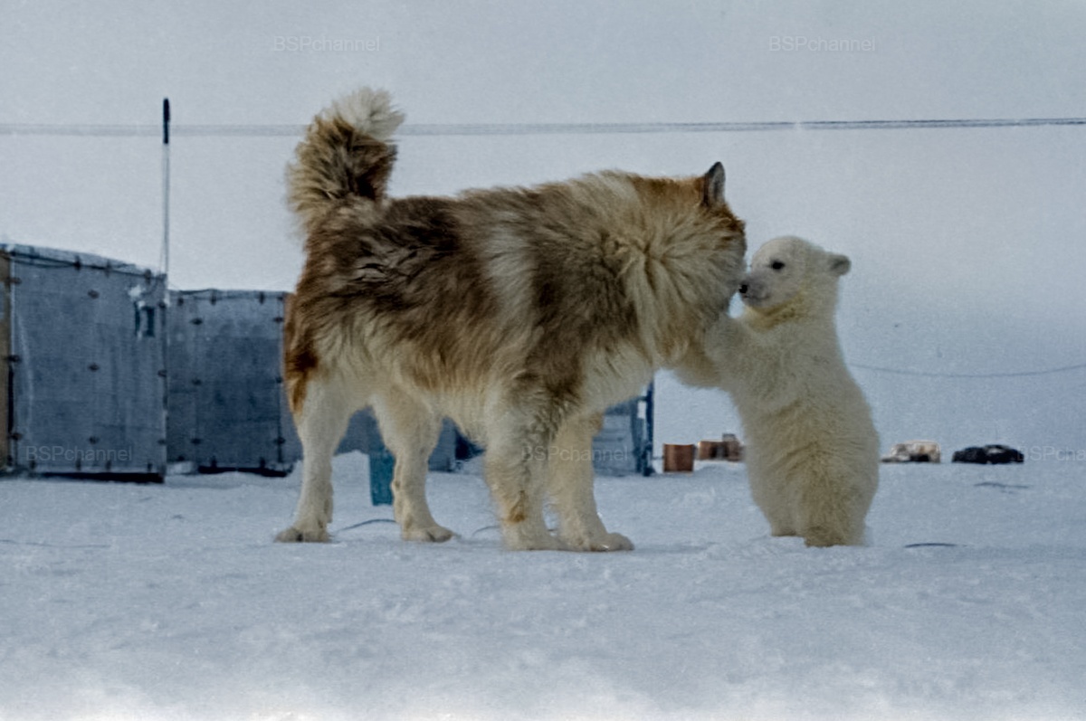 Удивительные и забавные фотографии с животными