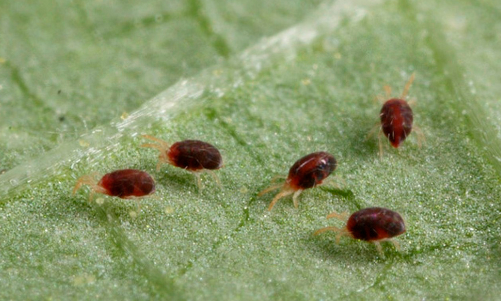 Новогодняя ёлка как источник паразитов: миф или реальность?