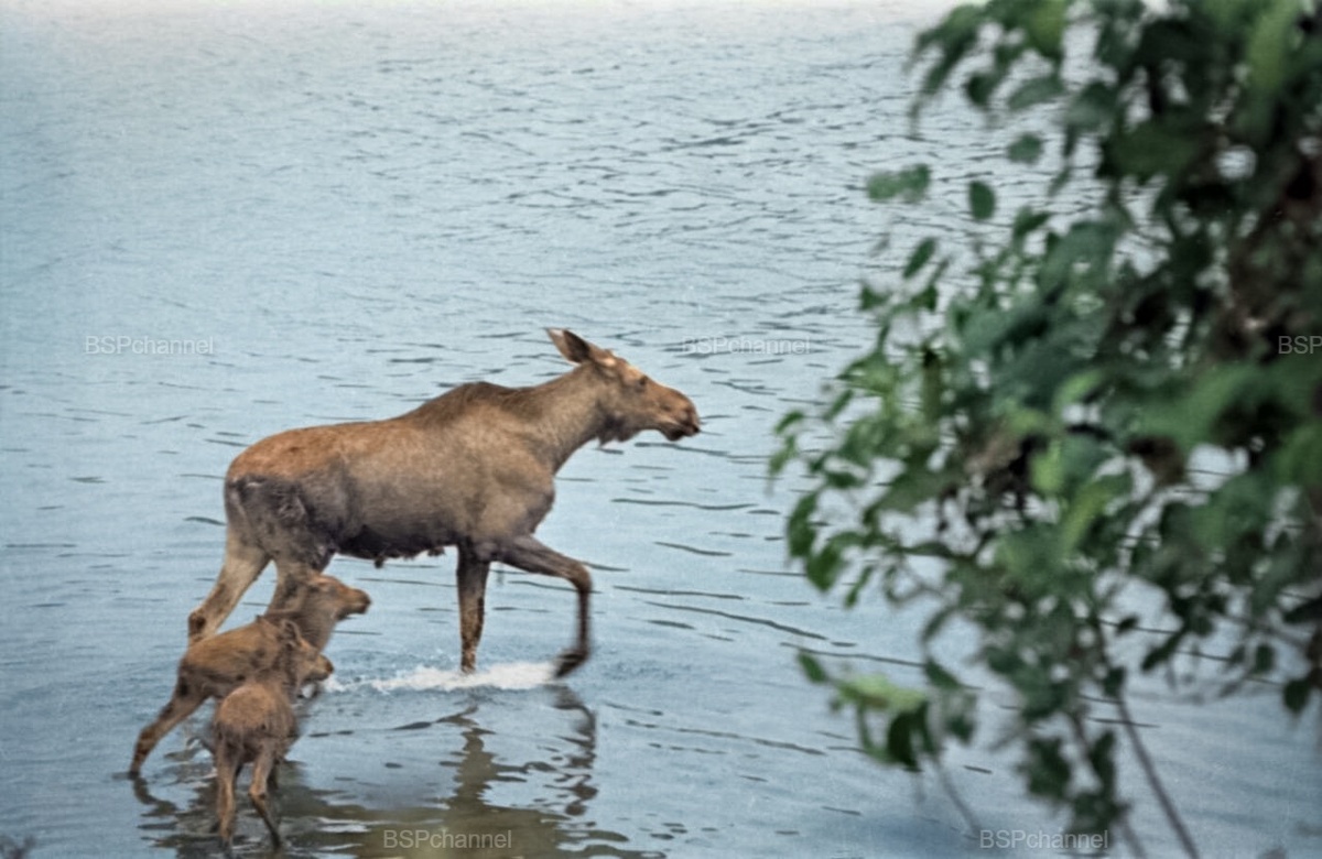 Удивительные и забавные фотографии с животными