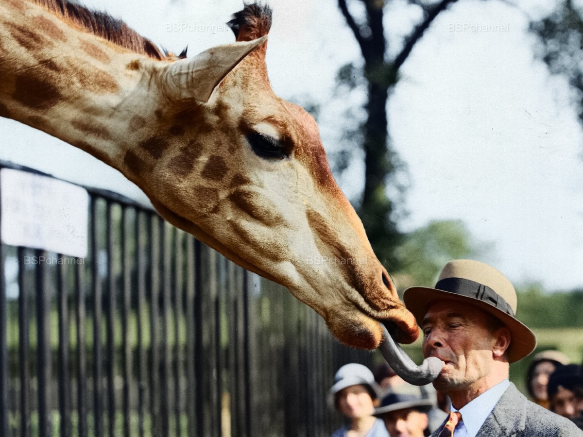 Удивительные и забавные фотографии с животными